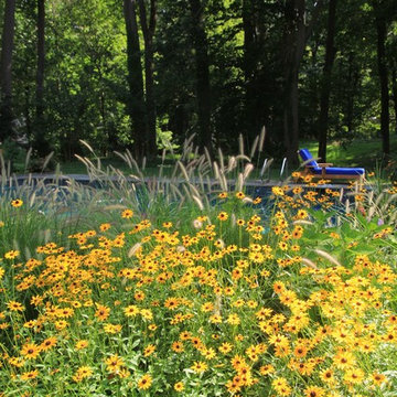 Rudbeckia Goldstrum
