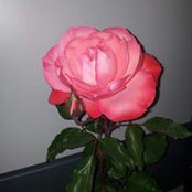 Mildred Salas's photo