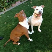 Suzanne Farrell's photo