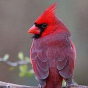 Emily Williams's photo
