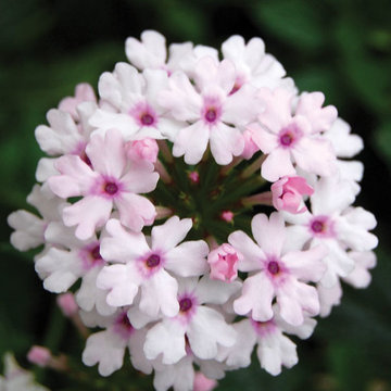 ‘Princess Blush’ Verbena Verbena hybrid 'Princess Blush' PP#11911
