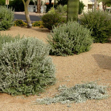 The Problem With Overpruning Flowering Shrubs