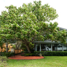 Harbor Oaks