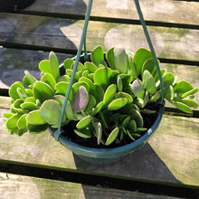 Plants