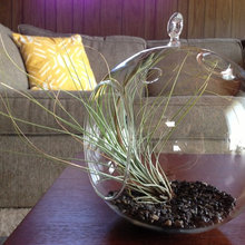 Air plants