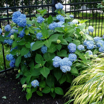 Flanders garden