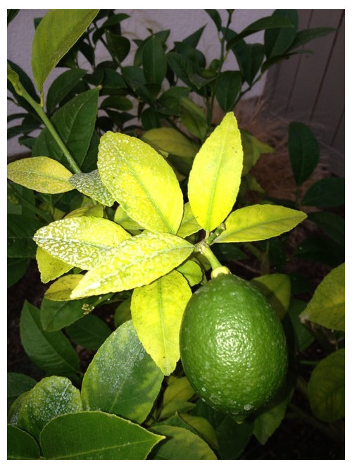 Lemon Tree Leaf Fungus Infoupdate lemon-tree-leaf-fungus-infoupdate