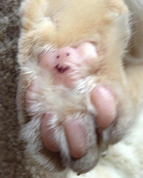 cat's paw teddy bear