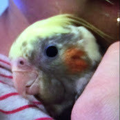 Foto de Tiel Time