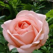 Sherrie Christon's photo