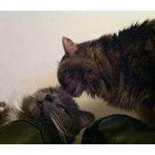 Lesley Medlicott's photo