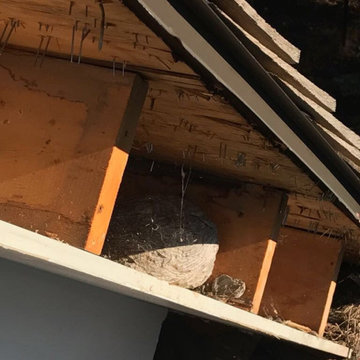 Chestnut Hill Flat Roof Repair