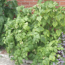 raspberries