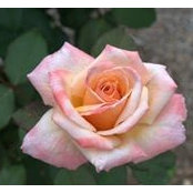 Joy Beaman's photo