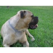Foto von Criadero Gacoss Bullmmastiff