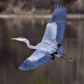 Bonny Boatman's photo