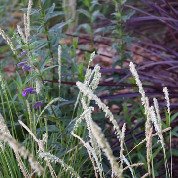 Lose the Lawn in Piedmont California