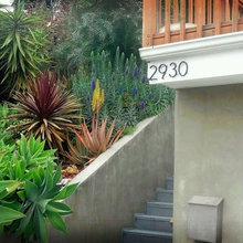 Drought-Tolerant Landscaping 2021
