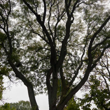 Tree Removal
