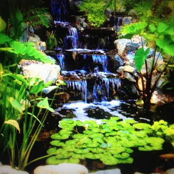 Best of www.socalpondpros.com
