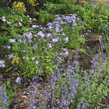 Spring flowers pollinator garden