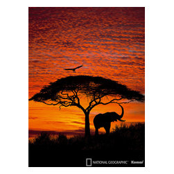 American Wallpaper & Design - African Sunset Mural Wallpaper - Wall Decals