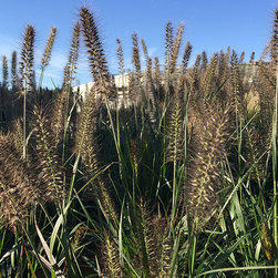 Current Featured Plants - Products