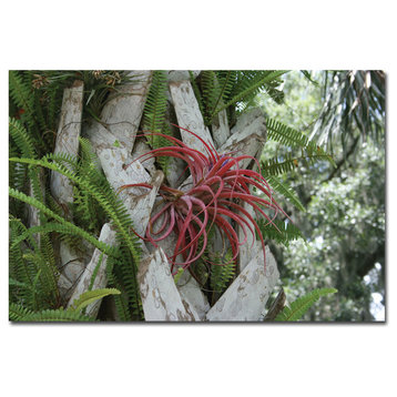 'Air Plant in Pink' Canvas Art by Patty Tuggle