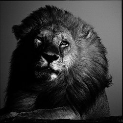 Laurent Baheux - Products