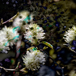 Fine Art Decor_Floral - Artwork