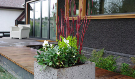 7 Container Plantings to Bring Winter Gardens to Life