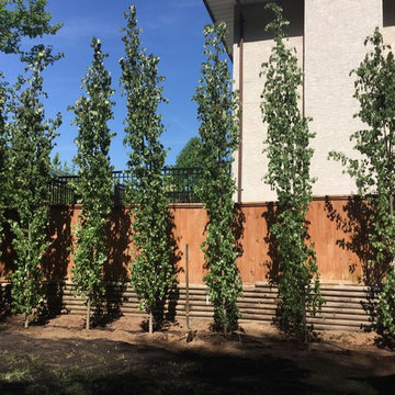 Swedish Aspens install