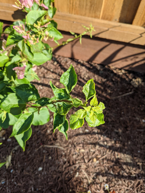 Bougainvillea new leaves curling
