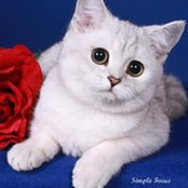 LorettaBritish Cat's photo