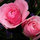 connie_munter