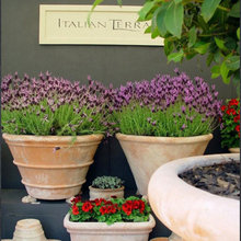 Container Planting Ideas