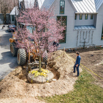 Tree Transplanting