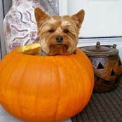 Carol Schmalz's photo