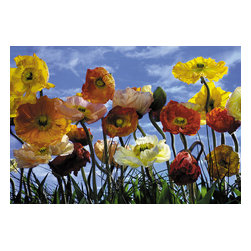 American Wallpaper & Design - Poppy Flower Mural Wallpaper - Wallpaper