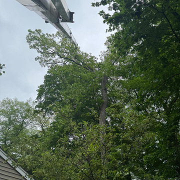 Tree & Landscaping services