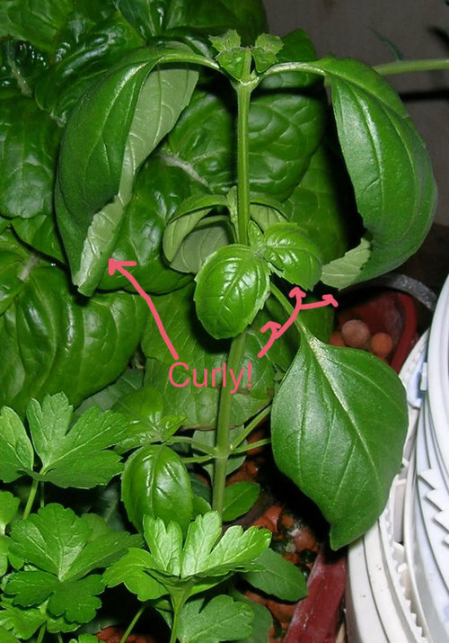 Curled basil leaves