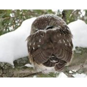Maxime Archambault-Chapleau's photo
