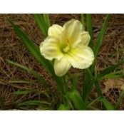 Carol Tomberlin's photo