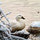 ross_jenkins63