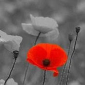 Ariel Scheirer's photo