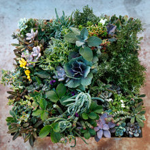 Succulents