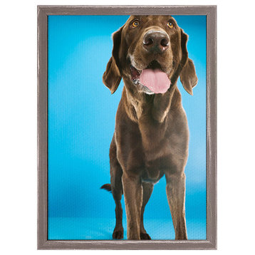"Dog Collection, Chocolate Lab on Blue" Mini Framed Canvas by Catherine Ledner