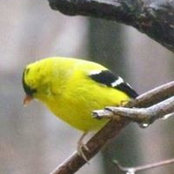 Foto von Dory Broyer