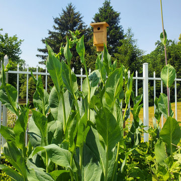The Immersive Garden