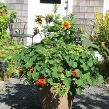 Potted Plants